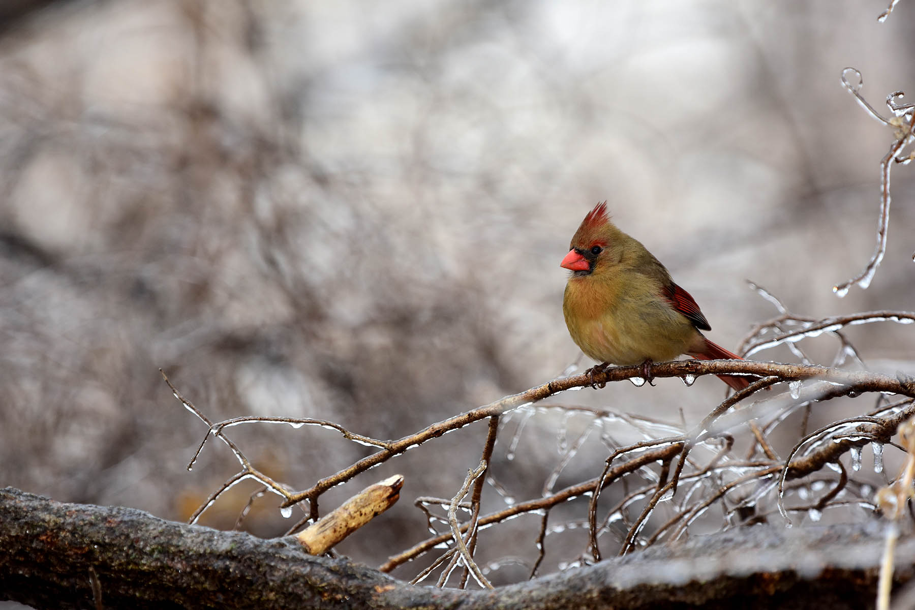 Bird Watching in Hocking Hills: A Birder’s Paradise